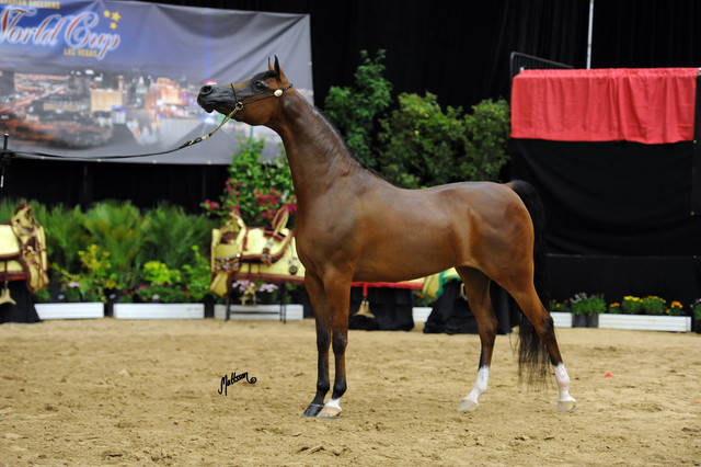 2012 Arabian Breeders World Cup