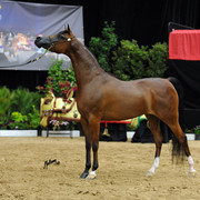 2012 Arabian Breeders World Cup