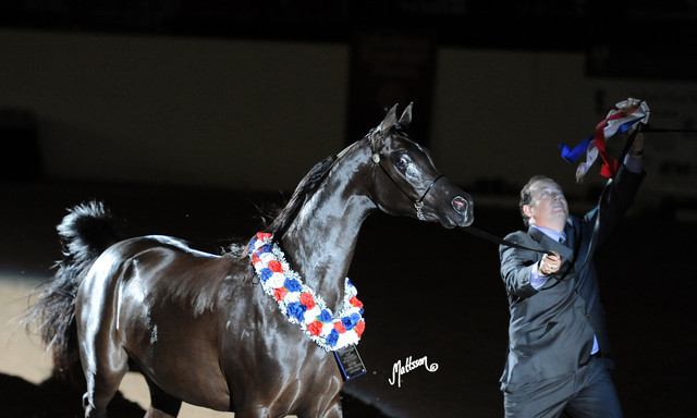 2012 Arabian Breeders World Cup