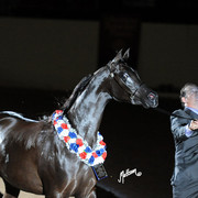 2012 Arabian Breeders World Cup