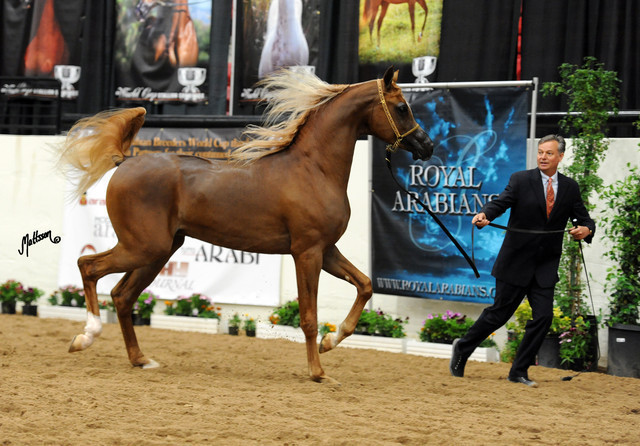 2012 Arabian Breeders World Cup