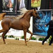 2012 Arabian Breeders World Cup