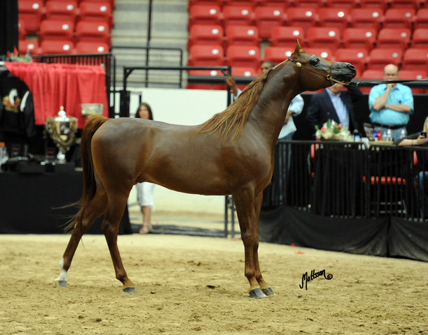 2012 Arabian Breeders World Cup