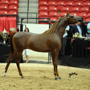 2012 Arabian Breeders World Cup