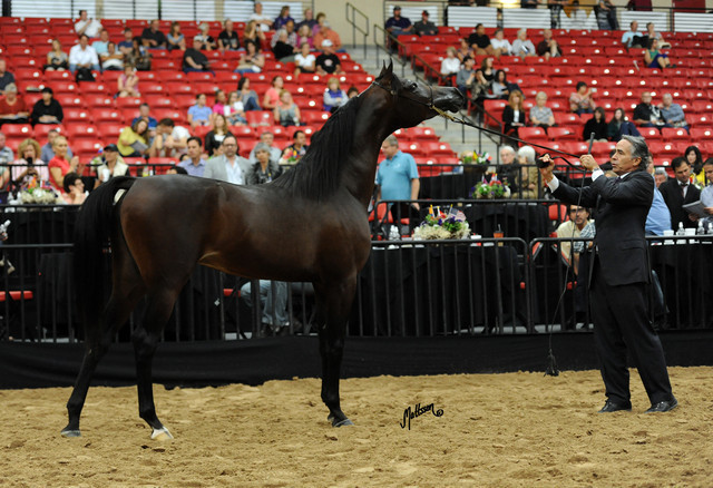 2012 Arabian Breeders World Cup