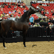 2012 Arabian Breeders World Cup