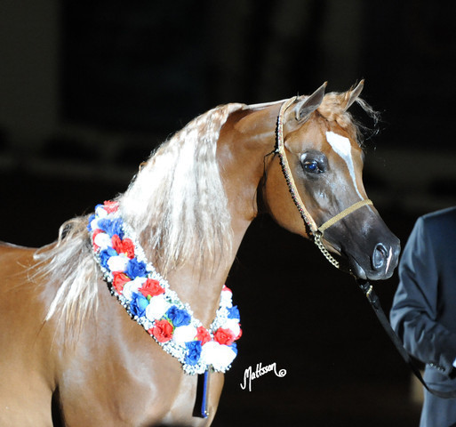2012 Arabian Breeders World Cup