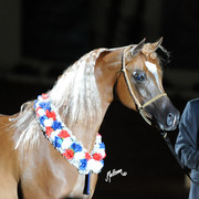 2012 Arabian Breeders World Cup