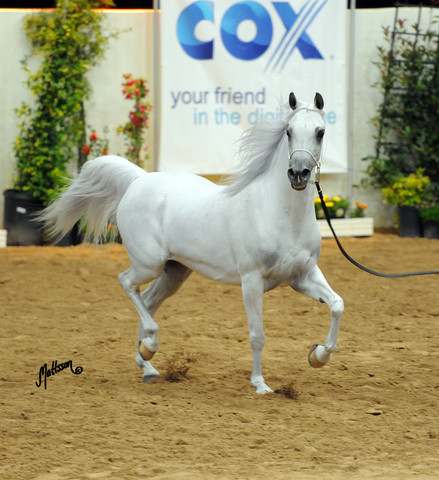 2012 Arabian Breeders World Cup