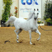 2012 Arabian Breeders World Cup