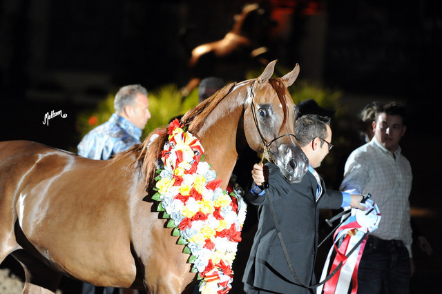 2012 Arabian Breeders World Cup