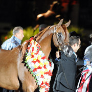 2012 Arabian Breeders World Cup