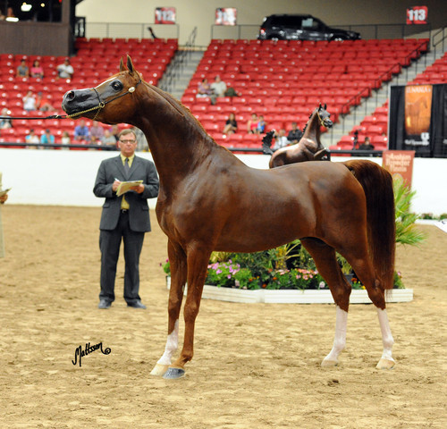 2012 Arabian Breeders World Cup