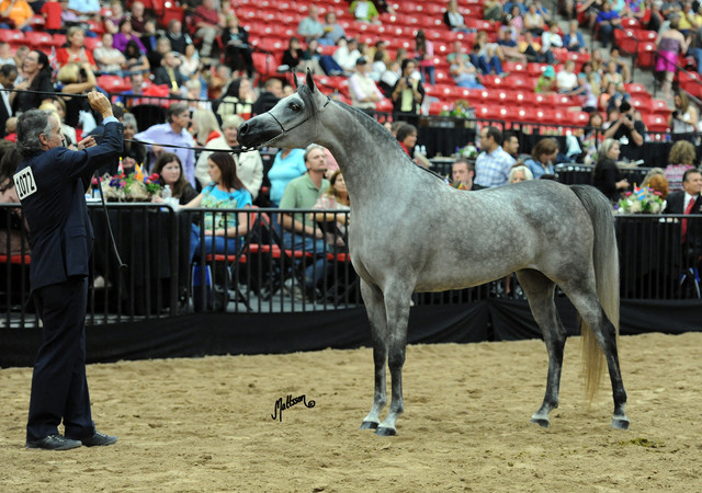 2012 Arabian Breeders World Cup