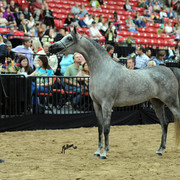2012 Arabian Breeders World Cup