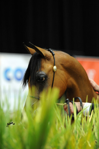 2012 Arabian Breeders World Cup