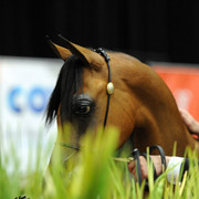 2012 Arabian Breeders World Cup