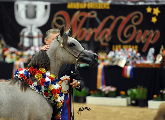 2012 Arabian Breeders World Cup