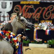 2012 Arabian Breeders World Cup