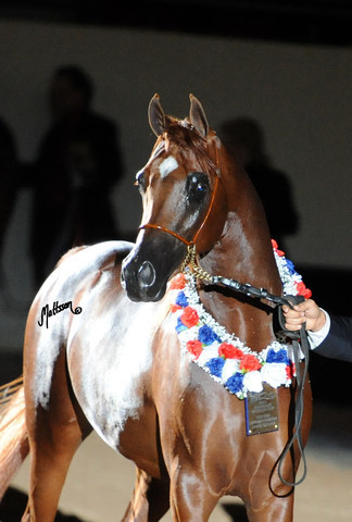 2012 Arabian Breeders World Cup