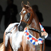 2012 Arabian Breeders World Cup