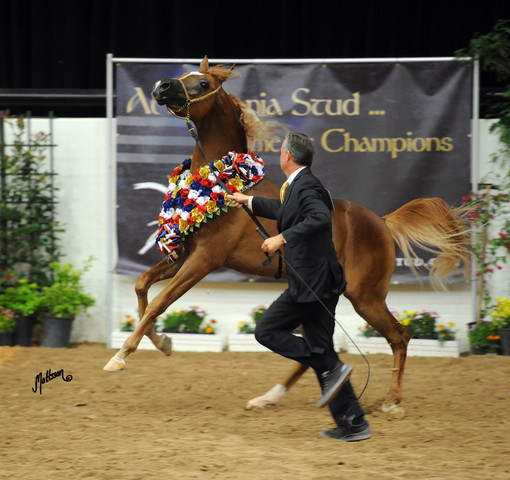 2012 Arabian Breeders World Cup