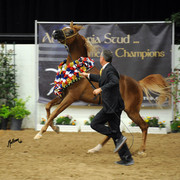 2012 Arabian Breeders World Cup