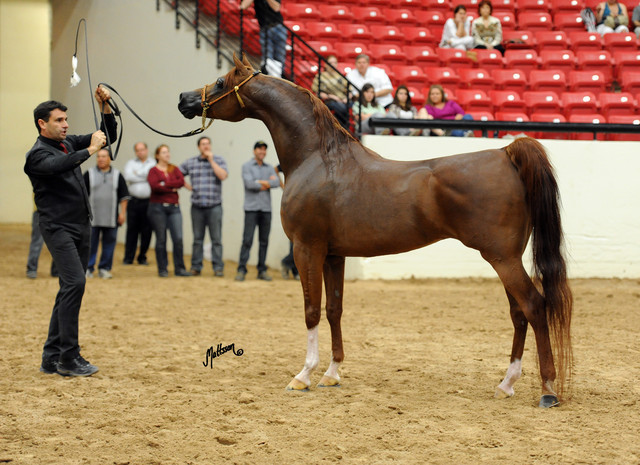 2012 Arabian Breeders World Cup