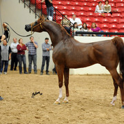 2012 Arabian Breeders World Cup
