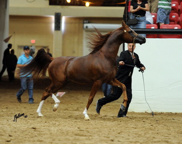 2012 Arabian Breeders World Cup