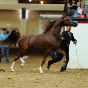 2012 Arabian Breeders World Cup