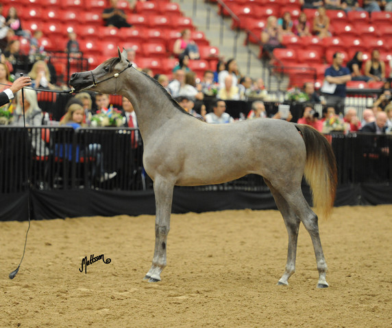 2012 Arabian Breeders World Cup
