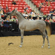 2012 Arabian Breeders World Cup