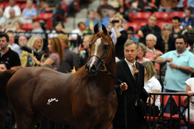 2012 Arabian Breeders World Cup