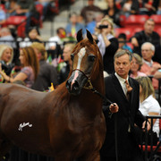 2012 Arabian Breeders World Cup