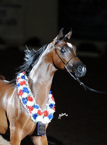 2012 Arabian Breeders World Cup