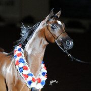 2012 Arabian Breeders World Cup