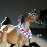 2012 Arabian Breeders World Cup