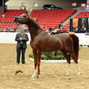 2012 Arabian Breeders World Cup