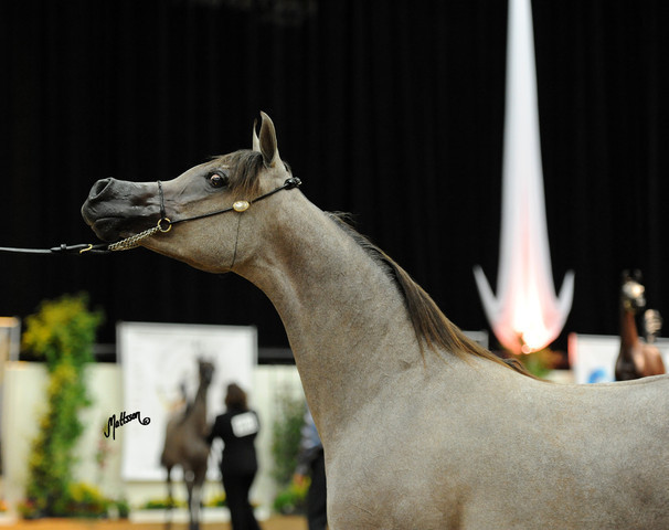 2012 Arabian Breeders World Cup