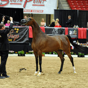2012 Arabian Breeders World Cup