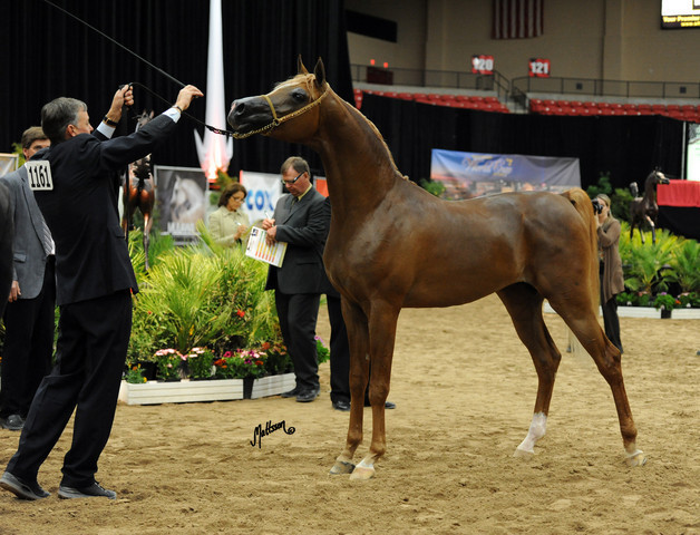 2012 Arabian Breeders World Cup