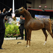 2012 Arabian Breeders World Cup