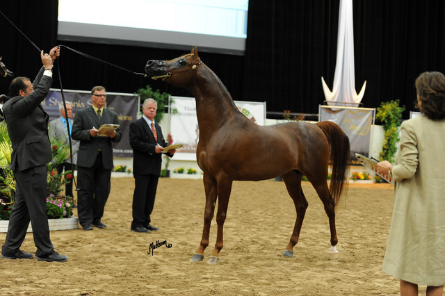 2012 Arabian Breeders World Cup