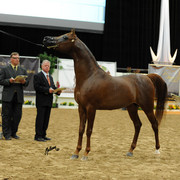 2012 Arabian Breeders World Cup