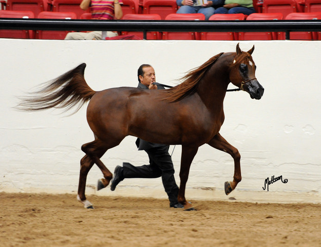 2012 Arabian Breeders World Cup