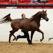 2012 Arabian Breeders World Cup