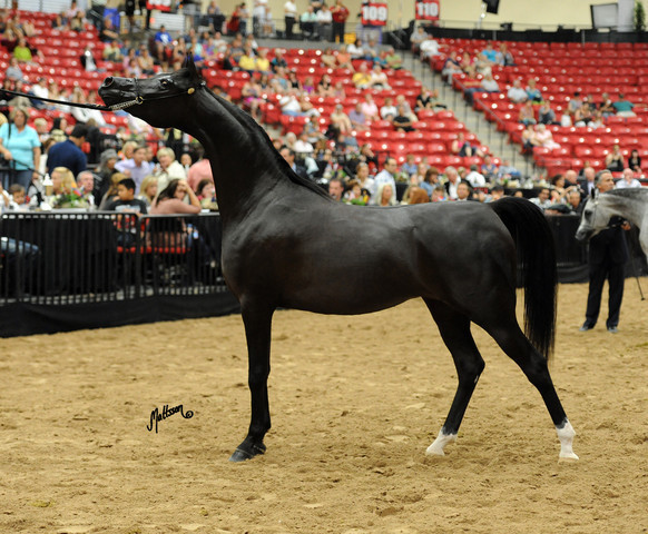 2012 Arabian Breeders World Cup