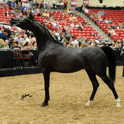 2012 Arabian Breeders World Cup
