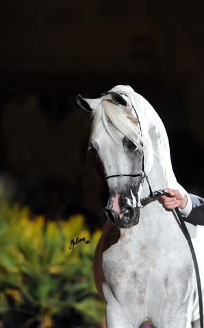 2012 Arabian Breeders World Cup
